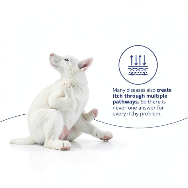 Dechra Veterinary Skin Treatment for Dogs Cats Horses-4